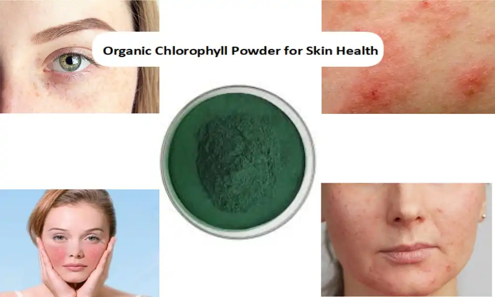 Organic Chlorophyll Powder for Skin Health